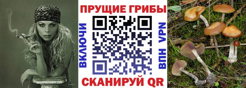 kraken зеркало  Демидов  Псилоцибиновые грибы Psilocybe 